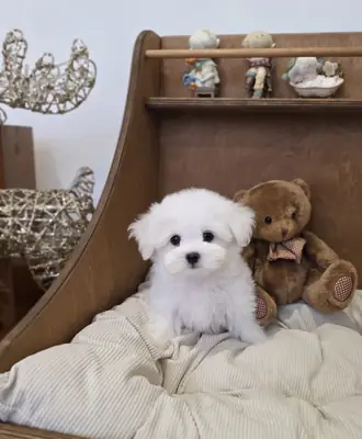 Intelligent white Maltese puppies ready for new homes 
