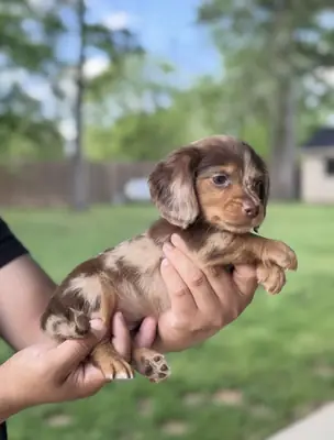Get a dachshund puppy for your loving home 