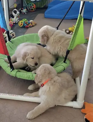 Lovely trained golden retriever puppies ready for new homes 