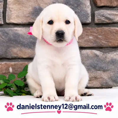 Labrador Retriever Puppies