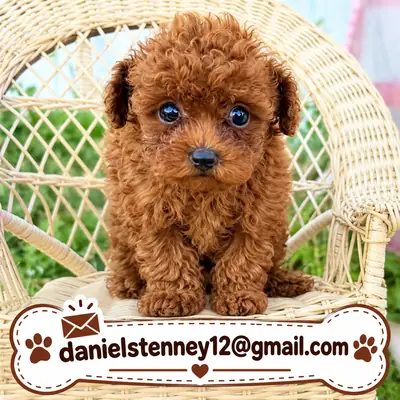 Poodle Puppies