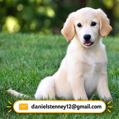 Golden Retriever Puppy