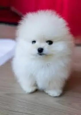 Angebot: Pomeranian-Welpen
