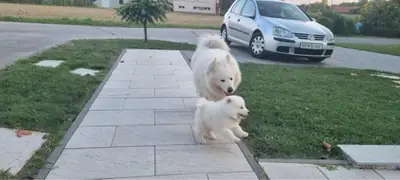 Magnifiques chiots Samoyède