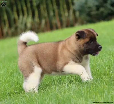 秋田犬幼崽