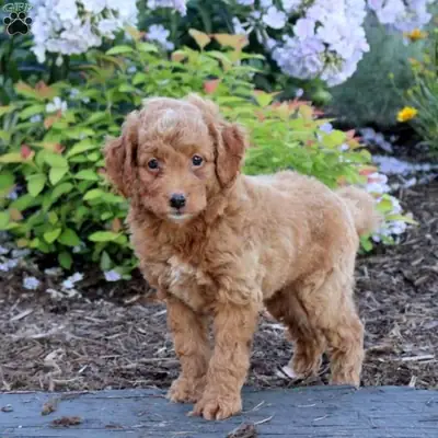 迷你澳大利亚牧羊犬幼犬