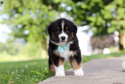Cachorro de pastor australiano miniatura