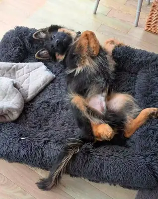 德国牧羊犬准备好寻找永久的家