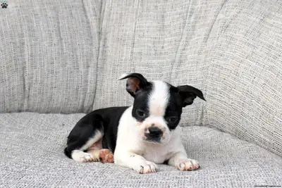 Cachorro de Boston Terrier