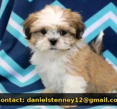 kabaran Shih Tzu yavrusu