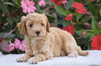 una adorable camada de 5 cachorros Mini Goldendoodle