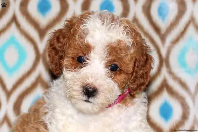 Le chiot caniche miniature a subi un examen vétérinaire.
