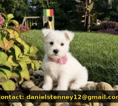 Safkan West Highland White Terrier