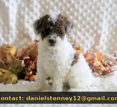 Playful Toy Poodle puppy