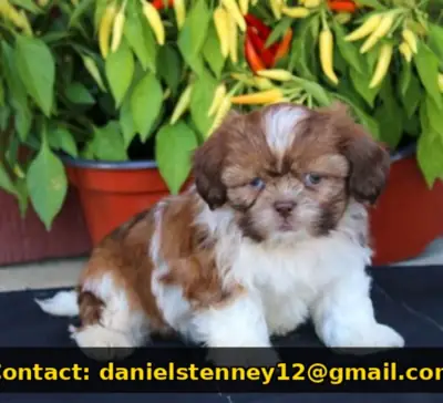 Sweet Shih Tzu puppy