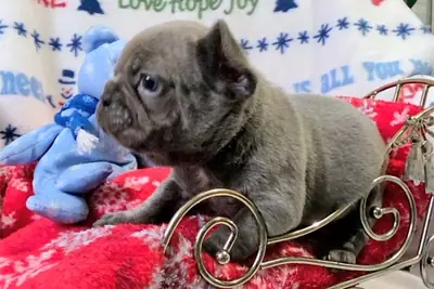 法国斗牛犬幼犬