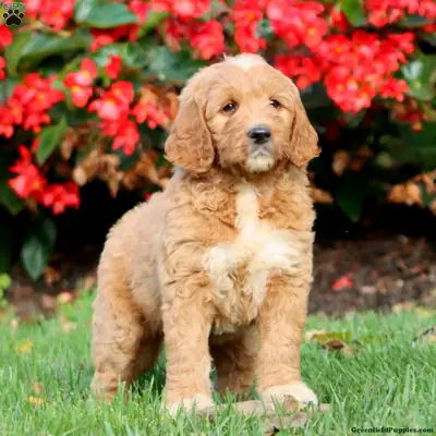 美丽的金毛贵宾犬幼犬