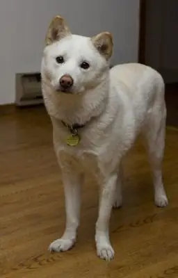 珍岛犬领养｜忠诚聪明