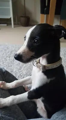 意大利灵缇领养｜小型优雅犬