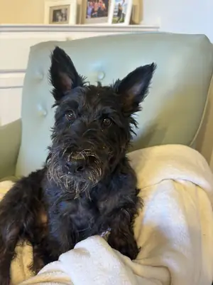 苏格兰梗领养｜勇敢独立