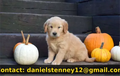 Super cute Golden Retriever puppy 