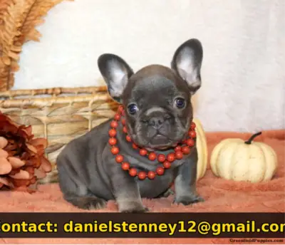 adorable French Bulldog puppy