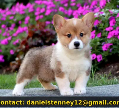 Chiot Pembroke Welsh Corgi