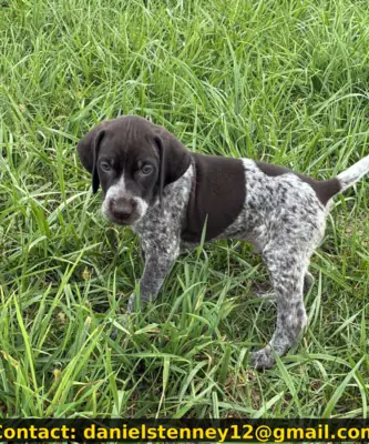 Alman Kısa Tüylü Pointer Yavruları