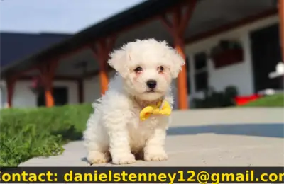 sevimli Bichon Frise yavrusu