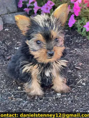 precious little Yorkie Puppy