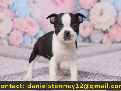 Adorable chiot Boston Terrier