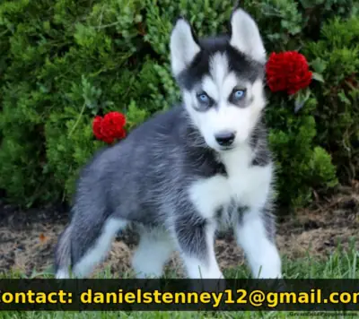 Chiot Husky Sibérien