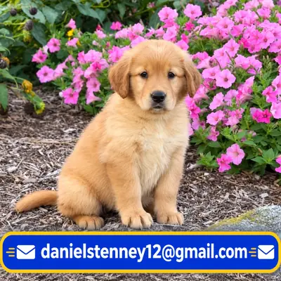 Beautiful Golden Retriever puppies