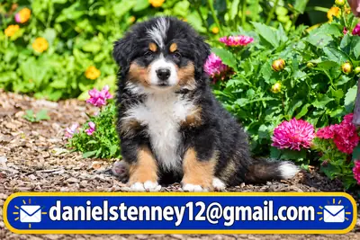 Güzel Bernese Dağ Köpeği yavruları