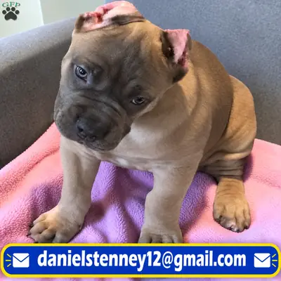 Chiots Cane Corso
