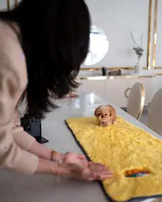 Sevimli Maltipoo yavrusu yeni bir yuva arıyor
