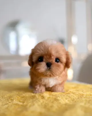 Sevgi dolu bir aile bekleyen Maltipoo yavrusu