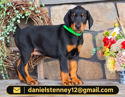 Chiots Doberman Pinscher