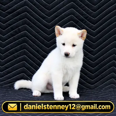 柴犬幼犬