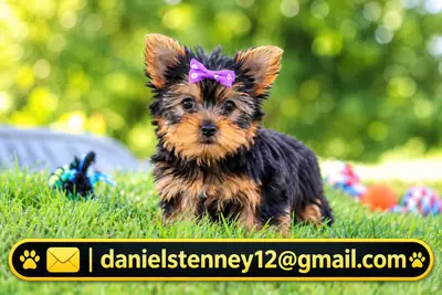Yorkshire Terrier puppy 