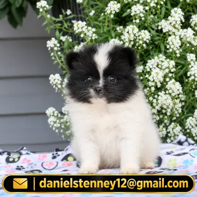 Pomeranian puppy