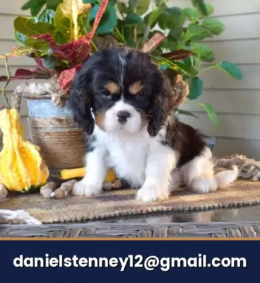 Cavalier King Charles Spaniel puppy