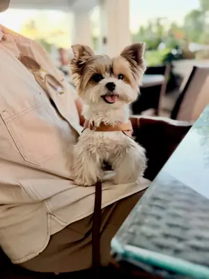 Yorkshire Terrier 