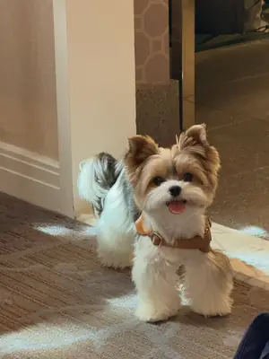 Yorkshire Terrier ready for adoption 