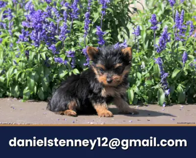 charming Yorkie puppy