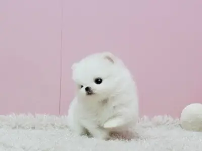 可爱的博美犬幼崽准备好去新家