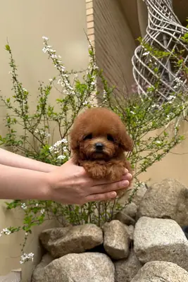 可爱的玩具贵宾犬（茶杯）小狗准备好去新家