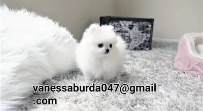 博美犬幼犬（请通过电子邮件与我联系以获取照片）