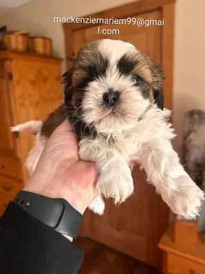 迷人的西施犬幼犬，更多详情请发邮件给我