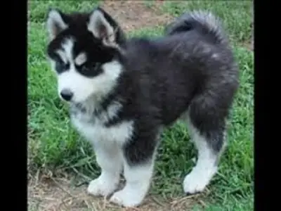 Mevcut Sibirya Huskisi Yavruları